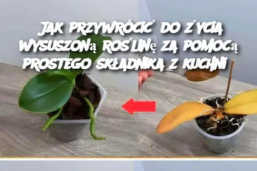 Jak przywrócić do życia wysuszoną roślinę za pomocą prostego składnika z kuchni?