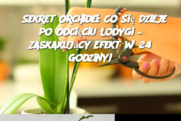 Sekret Orchidei: Co Się Dzieje Po Odcięciu Łodygi – Zaskakujący Efekt w 24 Godziny!