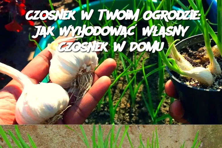 Czosnek w Twoim Ogrodzie: Jak Wyhodować Własny Czosnek w Domu