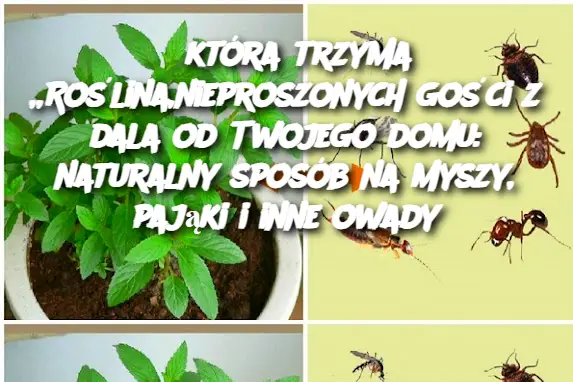 która trzyma „Roślina,nieproszonych gości z dala od Twojego domu: naturalny sposób na myszy, pająki i inne owady