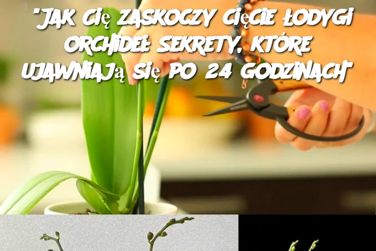 Jak Cię zaskoczy cięcie łodygi orchidei: Sekrety, które ujawniają się po 24 godzinach