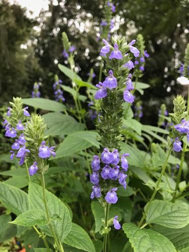 Jak uprawiać i dbać o chia (Salvia hispanica)?